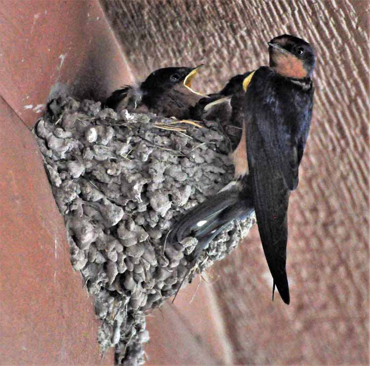 swallows in nest